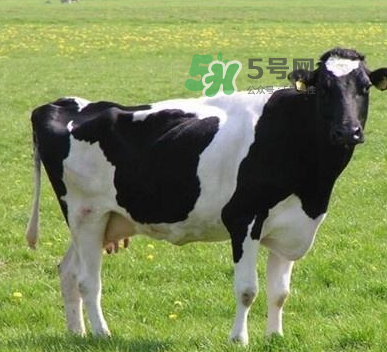 牛初乳哪種比較好？牛初乳哪個品牌的好？