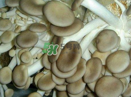 哪些人不能吃秀珍菇？秀珍菇不能和什么同吃？