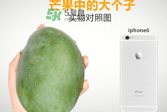 凱特芒果多少錢一斤？凱特芒果價格