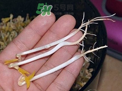 豆芽有根好還是無根好？無根豆芽與有根豆芽區別