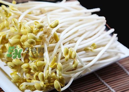 豆芽有根好還是無根好？無根豆芽與有根豆芽區別
