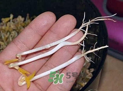 豆芽是發物嗎？豆芽能見陽光嗎