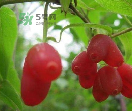 杈杷果多少錢一斤？杈杷果價(jià)格表