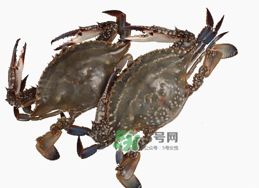 梭子蟹一只大概多重？梭子蟹一斤一般幾只？