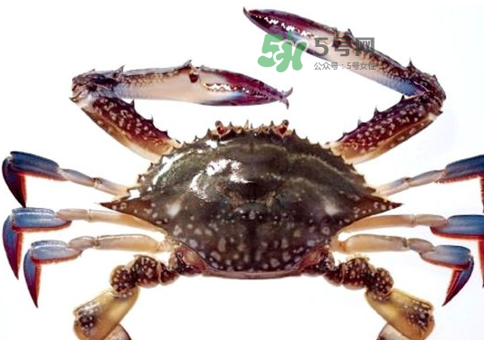 梭子蟹一只大概多重？梭子蟹一斤一般幾只？