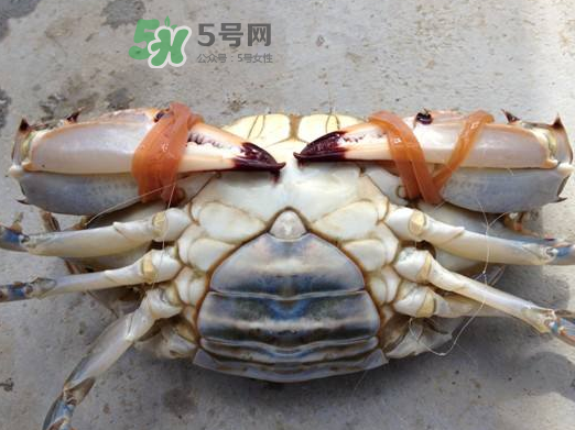飛蟹可以冷凍嗎？飛蟹能冷凍保存嗎？