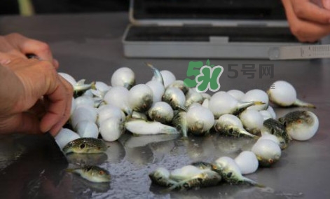 河豚能吃嗎？河豚可以吃嗎