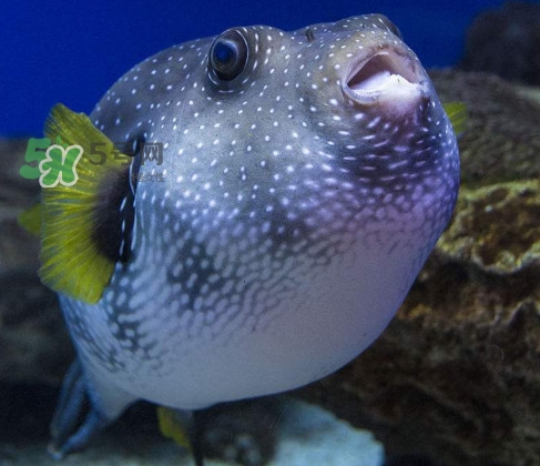 河豚魚是發物嗎？河豚魚為什么有毒