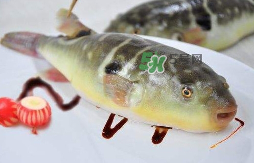 河豚魚是發物嗎？河豚魚為什么有毒