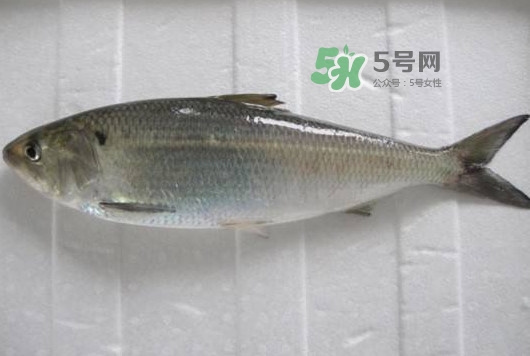 鰣魚多少錢一斤？長江鰣魚多少錢一斤2017