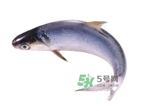 鰣魚怎么讀？鰣魚是什么魚