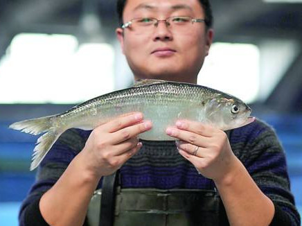 鰣魚是海魚還是淡水魚？鰣魚是發物嗎