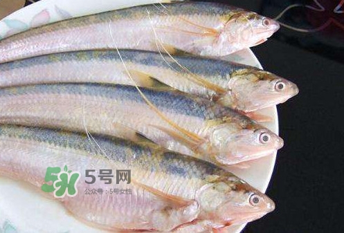 鰣魚刺多嗎？鰣魚可以養殖嗎