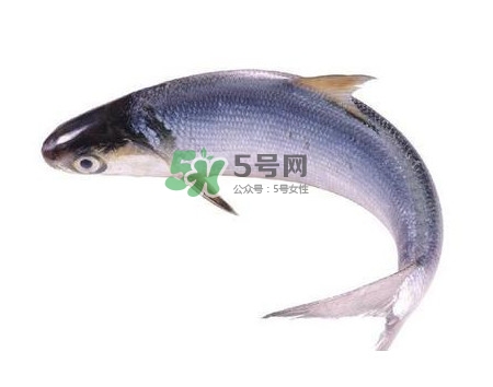 鰣魚刺多嗎？鰣魚可以養殖嗎