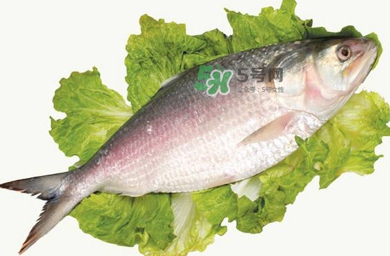 鰣魚孕婦能吃嗎？孕婦可以吃鰣魚嗎