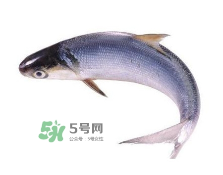 鰣魚和刀魚哪個貴？長江三鮮哪個最貴
