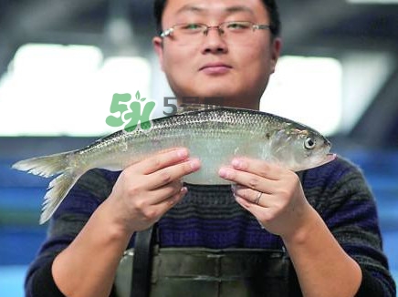 鰣魚與香魚怎么區(qū)分？鰣魚與香魚的區(qū)別