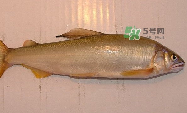 鰣魚與香魚怎么區(qū)分？鰣魚與香魚的區(qū)別