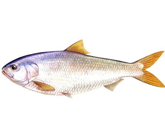 鰣魚刺多嗎？鰣魚可以養殖嗎