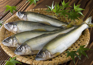 鰣魚與香魚怎么區分？鰣魚與香魚的區別