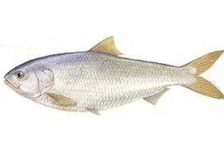 鰣魚和響魚是兩種魚嗎？鰣魚和鯽魚的區別