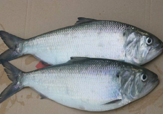 鰣魚什么時候最好吃？長江鰣魚什么上市