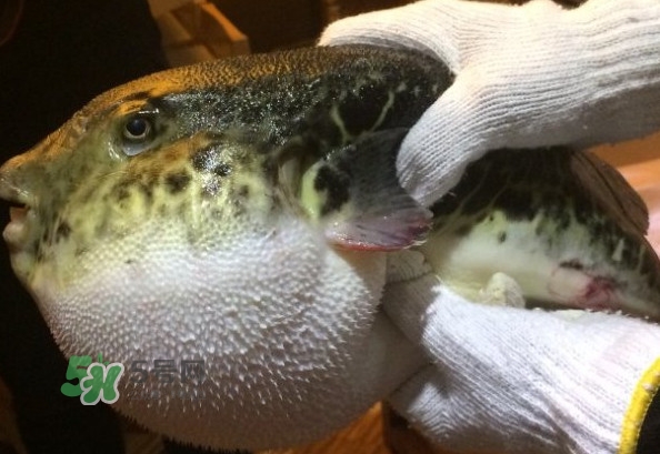 河鲀和大巴魚是一回事嗎？河鲀有哪些營養價值