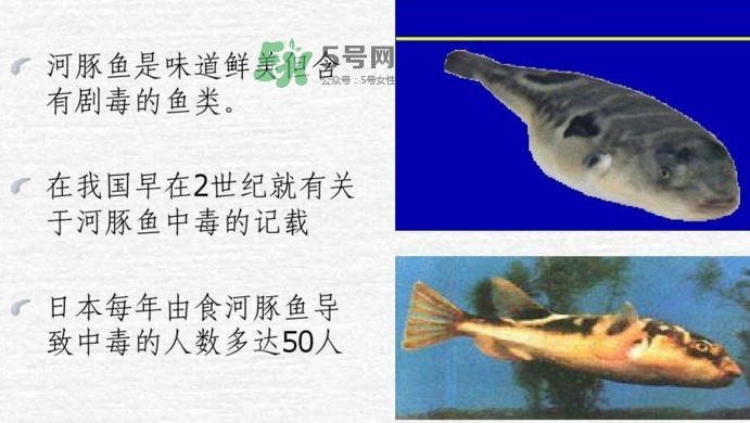 河豚中毒會產生幻覺嗎？河豚中毒多久發作