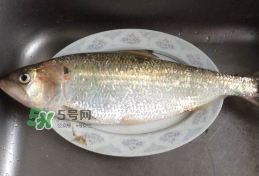 鰣魚怎么讀？鰣魚是什么魚