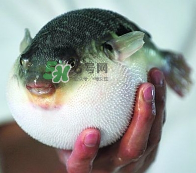 鰣魚和刀魚哪個貴？長江三鮮哪個最貴