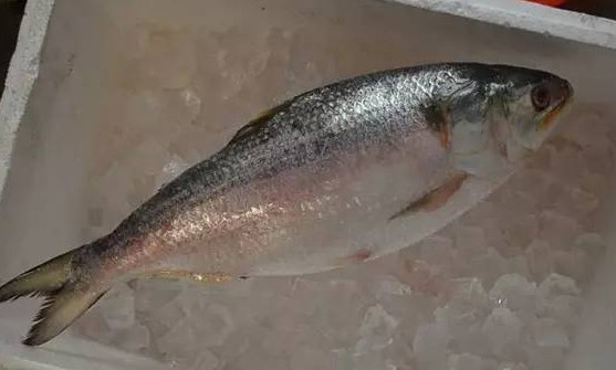 為什么吃清蒸海鰣魚都是半條？鰣魚有什么營養(yǎng)價(jià)值
