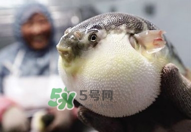 河豚魚是發物嗎？河豚魚為什么有毒