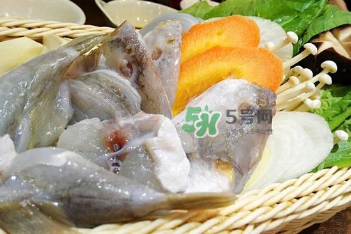 河豚可以當寵物養嗎？河豚可以用淡水養嗎