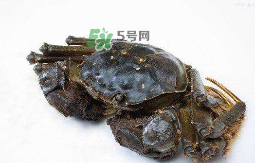大閘蟹能活多久？大閘蟹可以活多久？