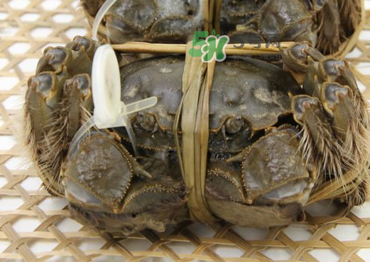 大閘蟹能活多久？大閘蟹可以活多久？