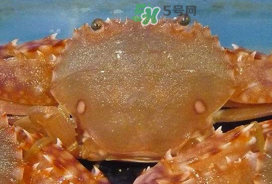 ?花蟹可以放冰箱嗎？花蟹怎么保存才新鮮？