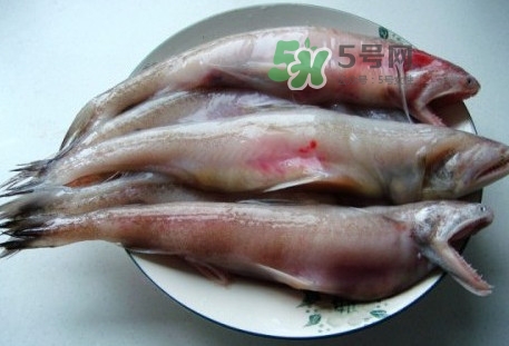 龍頭魚是什么魚？龍頭魚多少錢一斤？
