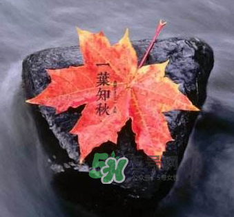 立秋后是不是早晚天氣涼？立秋后天氣有什么變化？