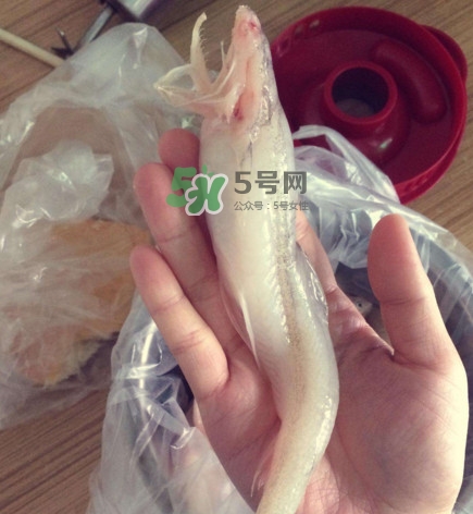 海鮮水潺孕婦可以吃嗎？水潺魚的營養價值