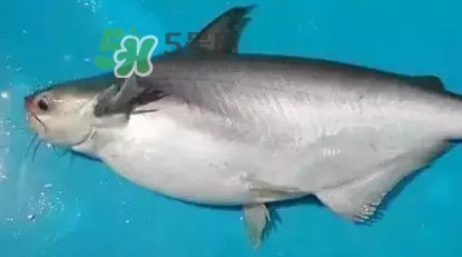 龍利魚怎么挑選？龍利魚與越南巴沙魚的區別