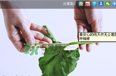 南瓜苗怎么做好吃？南瓜苗怎么撕？