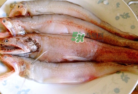 龍頭魚是什么魚？龍頭魚多少錢一斤？