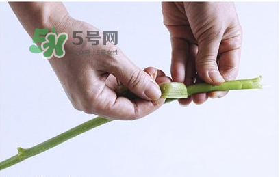 南瓜苗怎么做好吃？南瓜苗怎么撕？