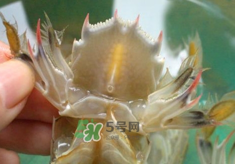 蝦蛄怎么吃？蝦蛄怎么做好吃？