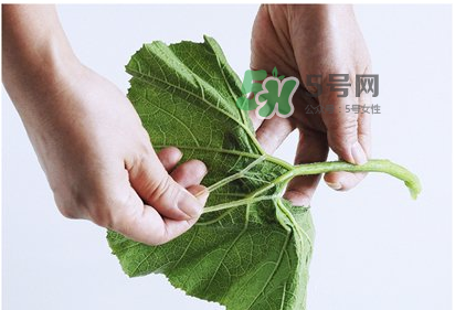 南瓜苗怎么做好吃？南瓜苗怎么撕？