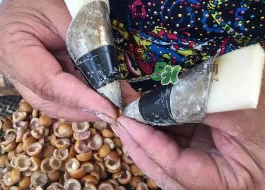 雞頭米多少錢一斤？芡實和雞頭米的區別