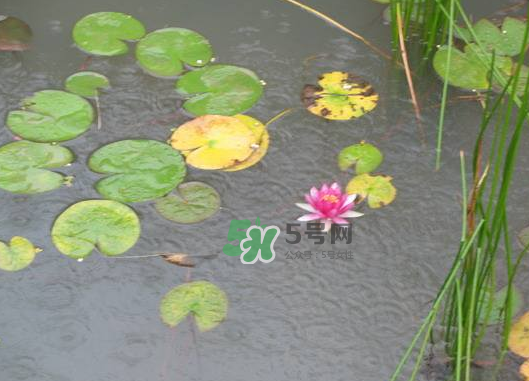 2017處暑會下雨嗎？處暑會下雨好嗎？
