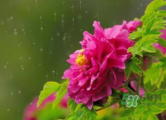 2017處暑會下雨嗎？處暑會下雨好嗎？