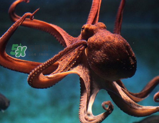 章魚可以生吃嗎？生吃章魚的危害