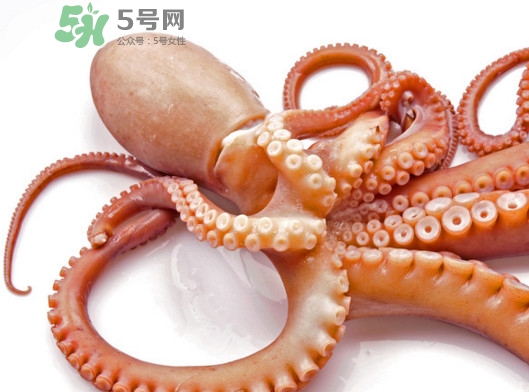 章魚血是什么顏色？章魚血為什么是藍(lán)色？